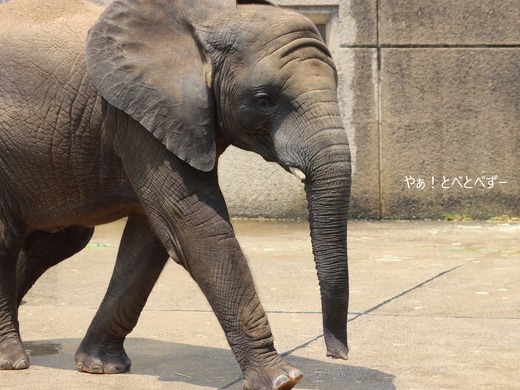 日本最年少のアフリカゾウ：砥愛ちゃん（とべ動物園）
