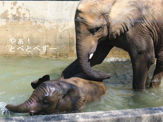日本で唯一アフリカゾウの家族が暮らす愛媛とべ動物園