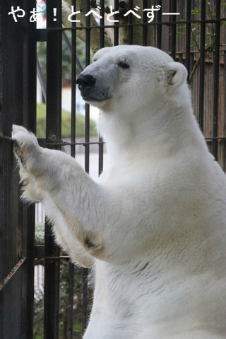 とべ動物園:ホッキョググマの”白クマ”ピース