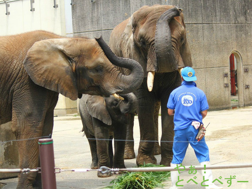 とべ動物園アフリカゾウのブログ:やぁ!とべとべずー