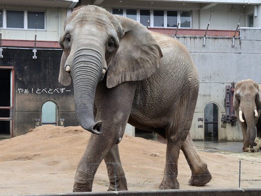 とべ動物園アフリカゾウ：アフ、リカ、媛、砥夢、砥愛