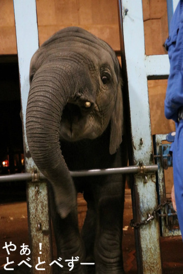 とべ動物園ブログ:砥愛、ピース、柑太郎、砥々丸