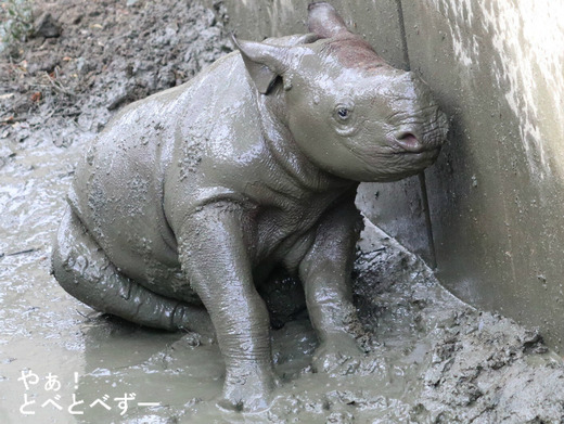 とべ動物園ブログ：アフリカゾウ、ヒガシクロサイ、サーバル