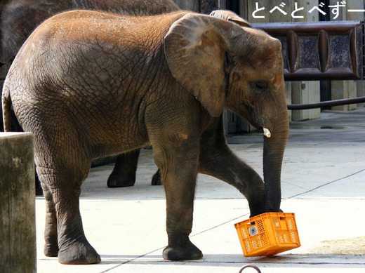 とべ動物園ゾウの媛ちゃん