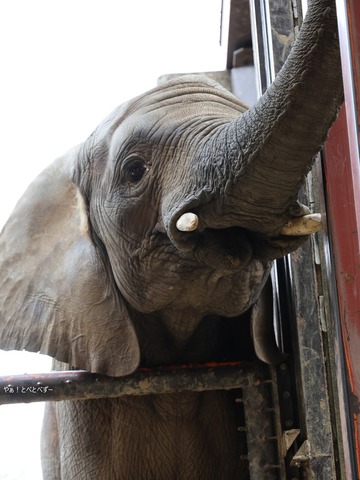 とべ動物園イベント：動物サポーターズデー