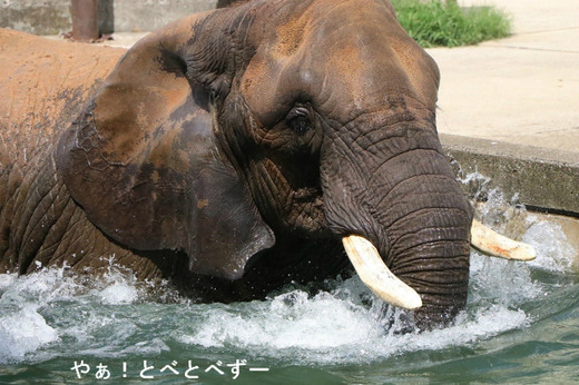 プールで泳ぐアフリカゾウの写真満載のブログ：やぁ！とべとべずー