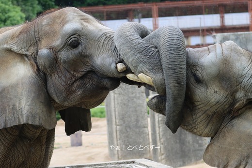 アフリカゾウの仲良し姉妹：媛ちゃん、砥愛ちゃん