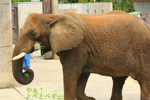 とべ動物園アフリカゾウ:リカさん(メス、推定29歳)