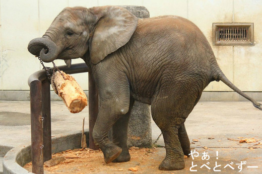 多摩動物公園アフリカゾウの砥夢くんのお姉さんゾウの媛ちゃん