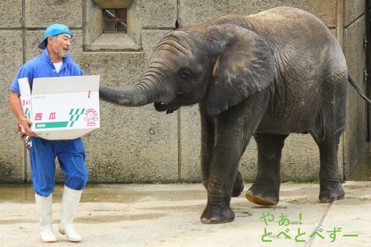 とべ動物園アフリカゾウのブログ