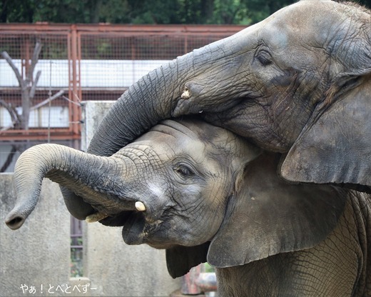 とべ動物園アフリカゾウのブログ：やぁ！とべとべずー