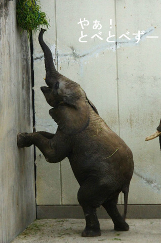 アフリカゾウの写真満載のブログ：やぁ！とべとべずー