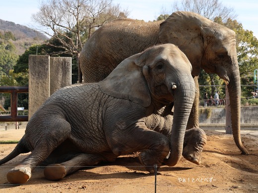 とべ動物園アフリカゾウ：砥愛ちゃん（メス、１２歳）