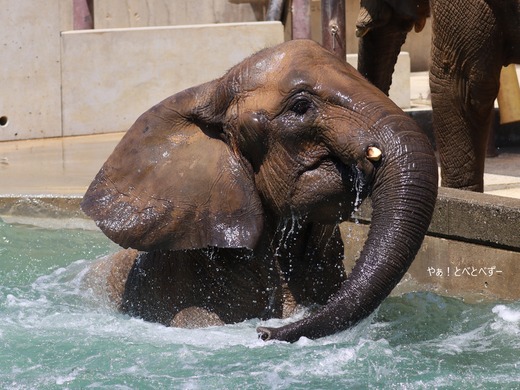 とべ動物園ブログ：やぁ！とべとべずー