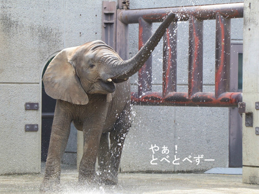 とべ動物園アフリカゾウ：砥愛ちゃん（メス、５歳）