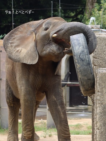 とべ動物園ブログ：砥愛、まんぷく、グレイ、小夏