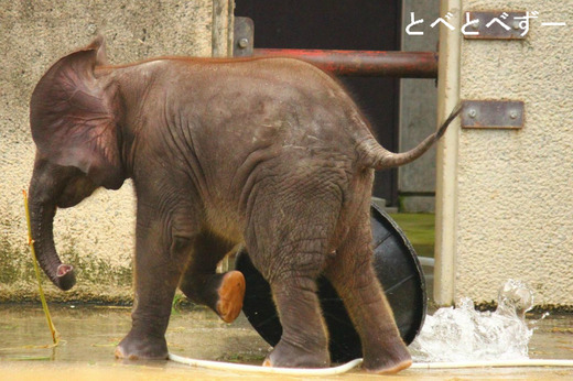 とべ動物園のブログ『やぁ！とべとべずー与茂駄（よもだ）くあとろ』