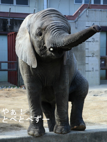 アフリカゾウの写真満載のブログ:やぁ!とべとべずー