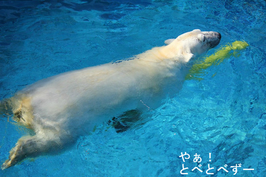 とべ動物園ブログ:やぁ!とべとべずー