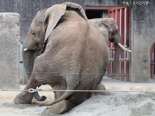 アフリカゾウ、アジアゾウ大好きブログ：やぁ！とべとべずー