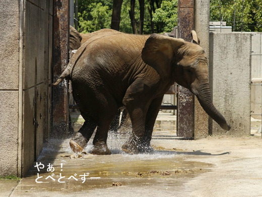 とべ動物園アフリカゾウのブログ