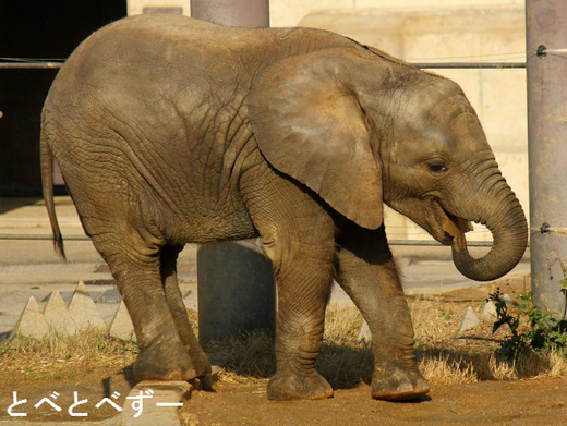 2015年正月のとべ動物園
