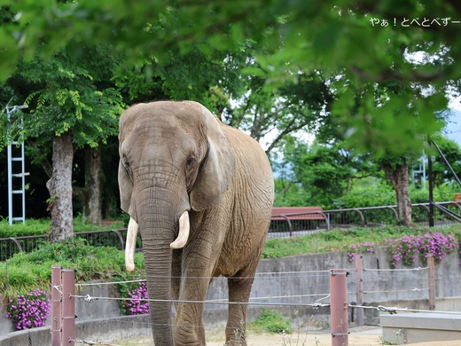 とべ動物園アフリカゾウのブログ:やぁ!とべとべずー