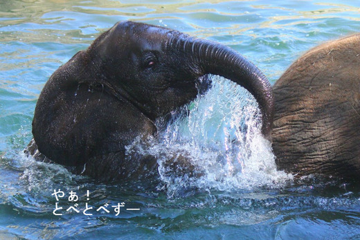 アフリカゾウの子象の砥愛（とあ）ちゃん、メス、２歳