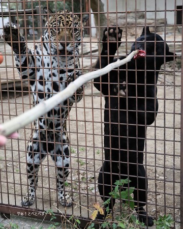 とべ動物園・動物サポーターズデー