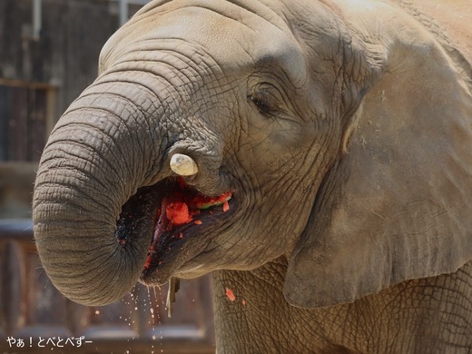 アフリカゾウ、アジアゾウ大好きブログ:やぁ!とべとべずー