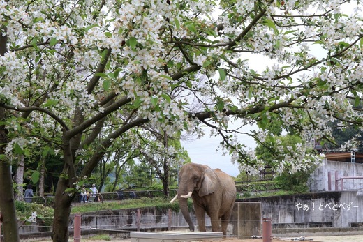 とべ動物園アフリカゾウのブログ:やぁ!とべとべずー