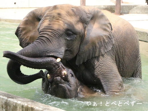 アフリカゾウ、アジアゾウ大好きブログ:やぁ!とべとべずー