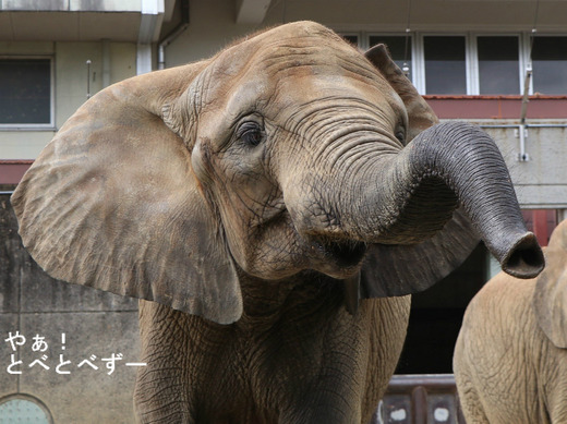 とべ動物園アフリカゾウ：媛ちゃん（メス、12歳）