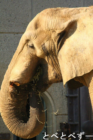 媛ちゃん、砥夢くん、砥愛ちゃんのお父さん象:アフ(27歳)