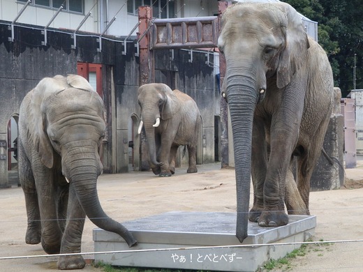 とべ動物園アフリカゾウのブログ：やぁ！とべとべずー