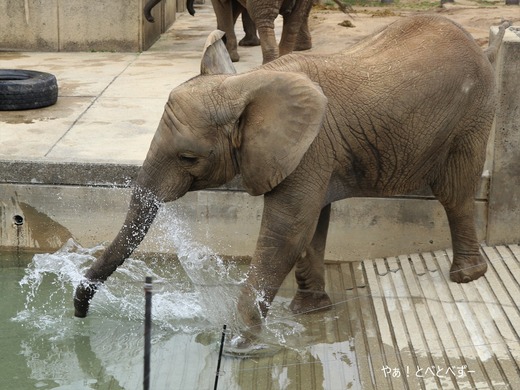 日本で唯一アフリカゾウの子象が見らえる愛媛とべ動物園