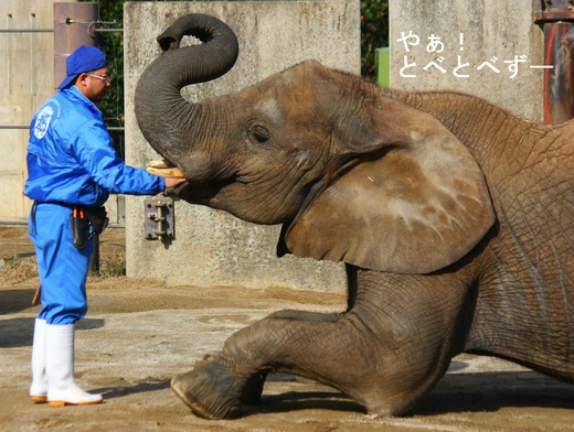 とべ動物園アフリカゾウのブログ：やあ！とべとべずー