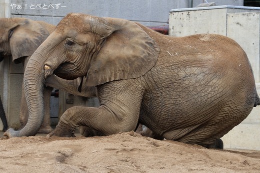 とべ動物園ブログ:やぁ!とべとべずー