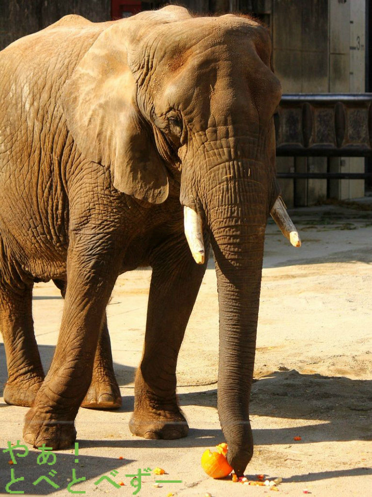 リカ母さんも嫌いな食べ物があるんだ やぁ とべとべずー与茂駄 よもだ くあとろ とべ動物園で暮らすアフリカゾウのブログ