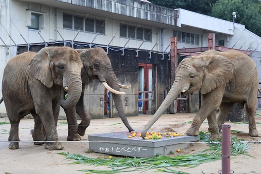 日本で唯一サバンナゾウの親子が暮らす愛媛とべ動物園