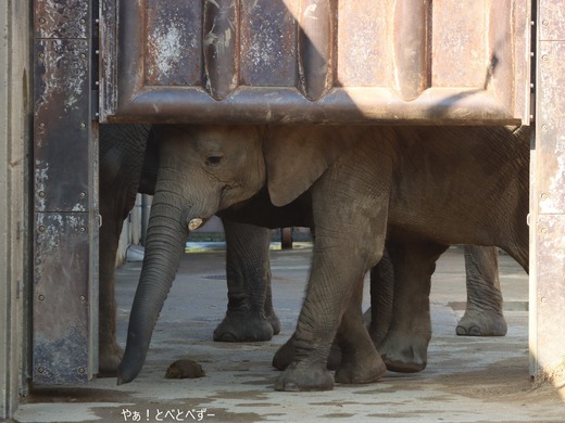 とべ動物園アフリカゾウ：アフ、リカ、媛、砥夢、砥愛