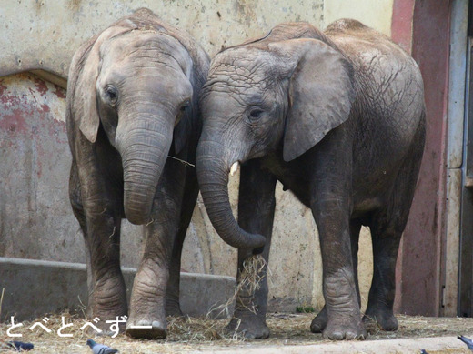 リスボン動物園のアフリカゾウ：やぁ！とべとべずー