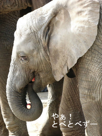 とべ動物園アフリカゾウ：砥愛ちゃん（メス、３歳）の好物サツマイモ