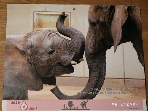 2020年とべ動物園公式カレンダー6月はアフリカゾウの姉妹