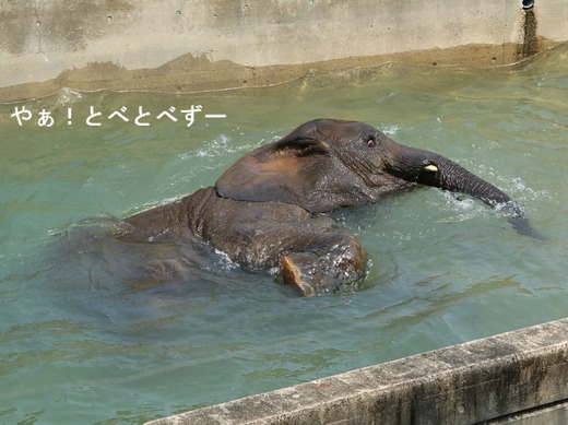 とべ動物園ブログ:砥愛、ティア、佐助、ハヤト