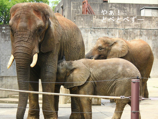 とべ動物園アフリカゾウの赤ちゃん象の砥愛ちゃん（2歳）