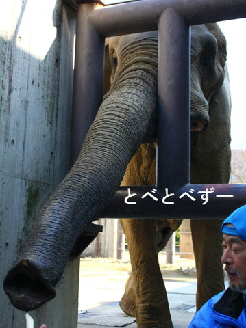 とべ動物園アフリカゾウのイベント：アフくんにエサやり体験