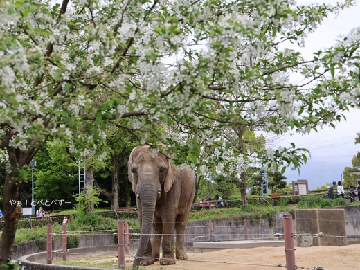 とべ動物園アフリカゾウ:媛ちゃんと姫リンゴの花