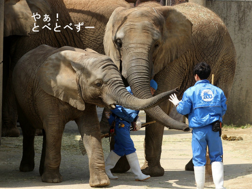 とべ動物園アフリカゾウの仲良し姉妹：媛ちゃん、砥愛ちゃん