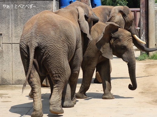 日本で唯一血縁関係のあるアフリカゾウの親子が暮らす愛媛とべ動物園